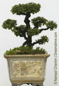 potted chinese bonsai