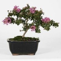 flowering bonsai