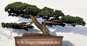 indoor bonsai tree indoor bonsai tree